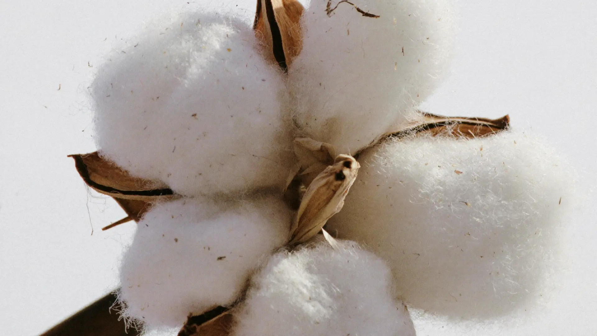 Baccello di cotone aperto su sfondo chiaro