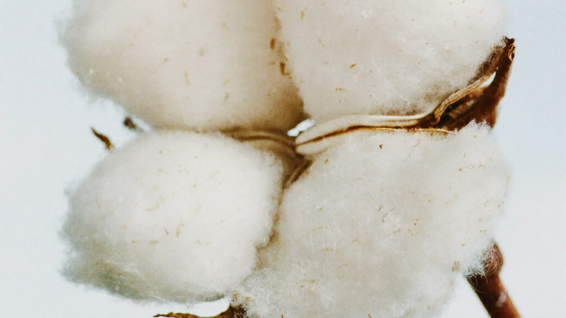 Open cotton boll on the plant