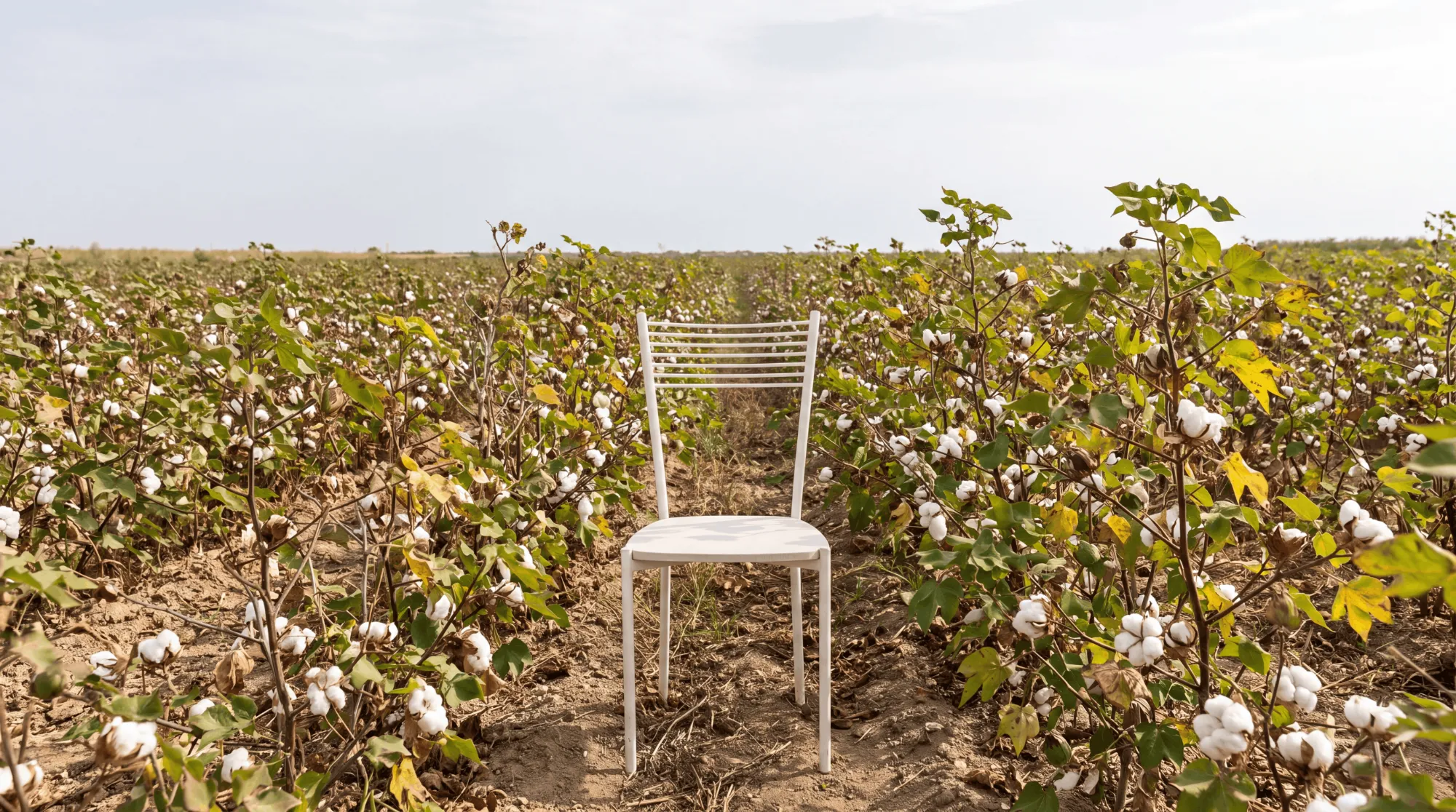 Coltivazione del cotone nei campi siciliani di Gloria Terrae