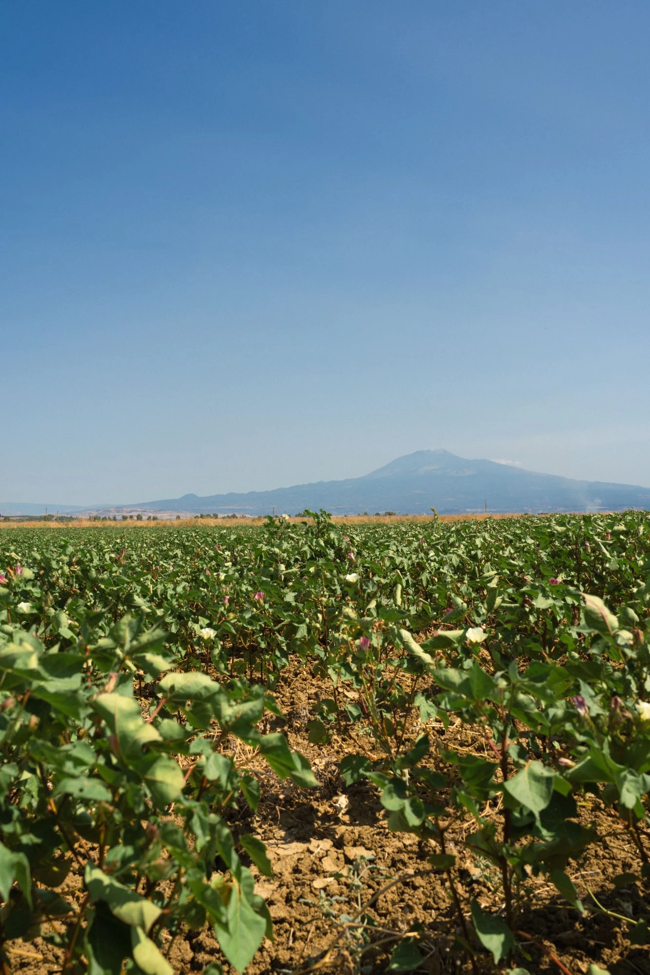 Campo di cotone coltivato ai piedi dell’Etna, con il vulcano sullo sfondo