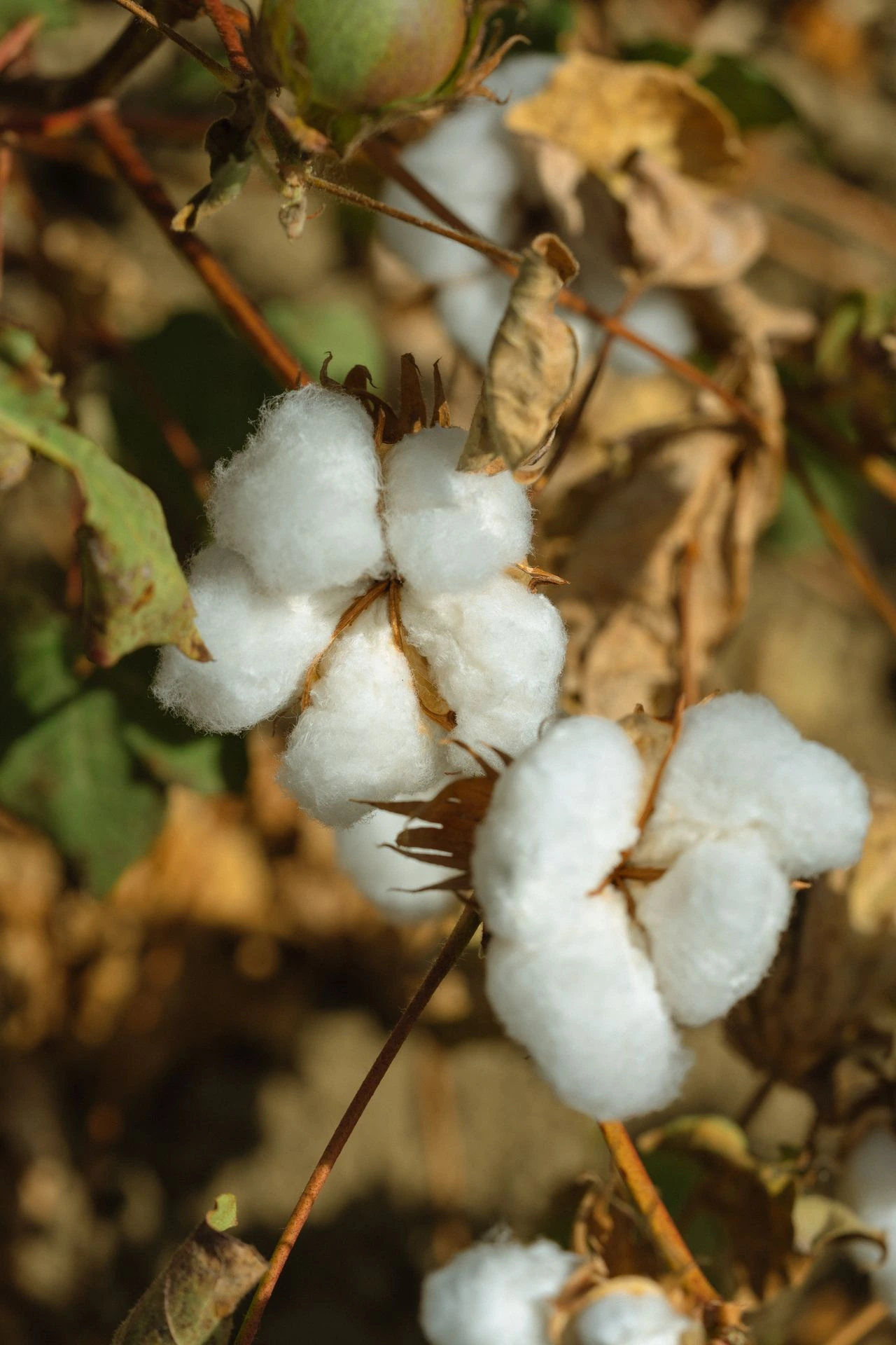 Capsula di cotone aperta sul ramo, pronta per la raccolta