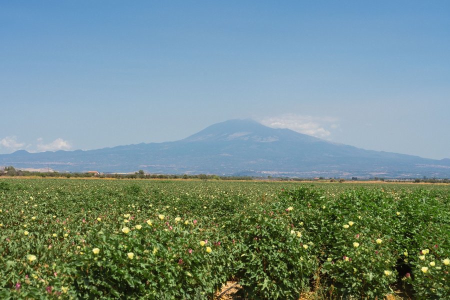 Mount Etna seen beyond a cotton field