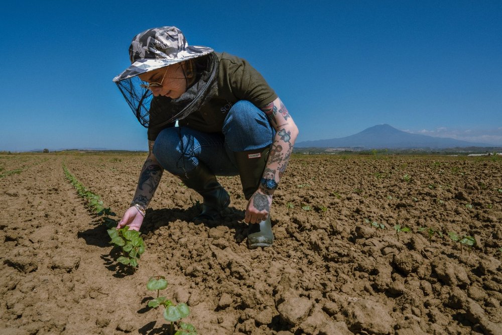 Person bending over while working in a cotton field