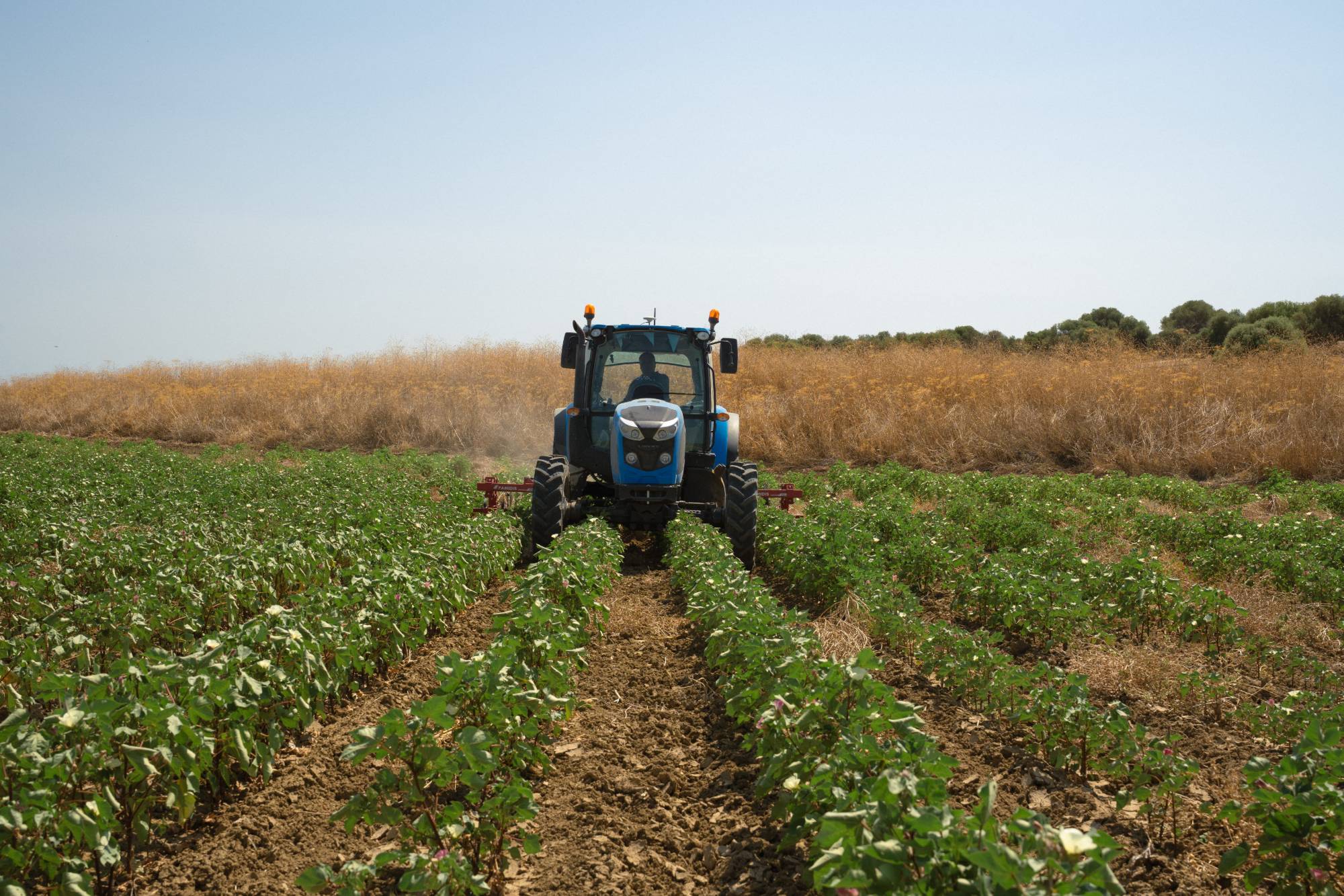 Tractor working between rows of cotton plants