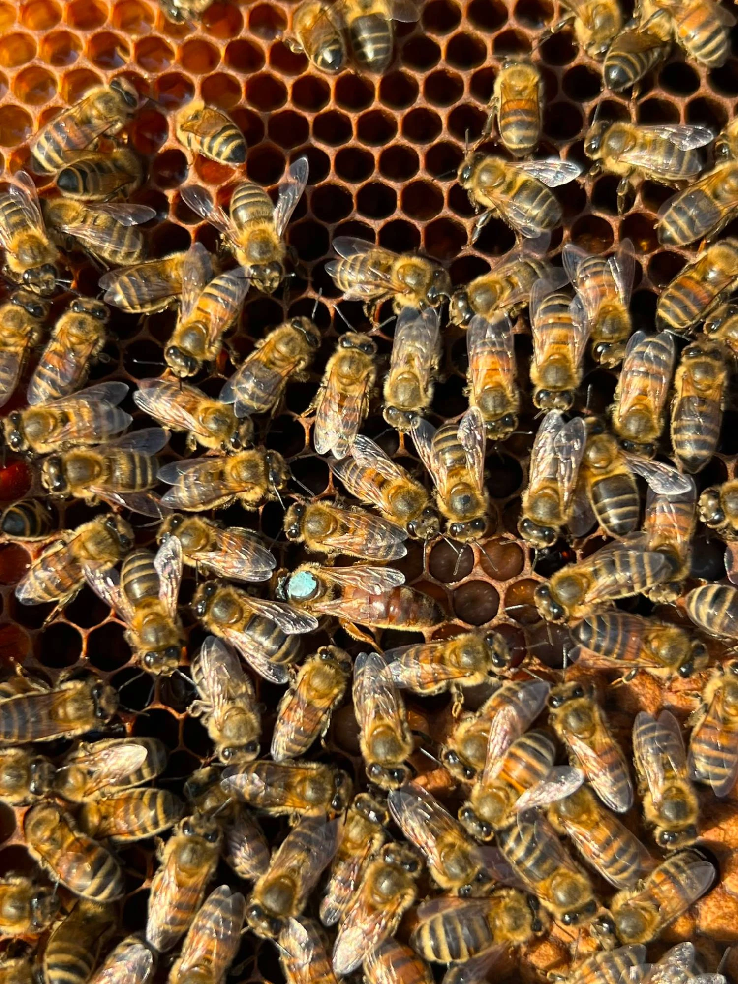 Api al lavoro su un favo in un'arnia di Gloria Terrae