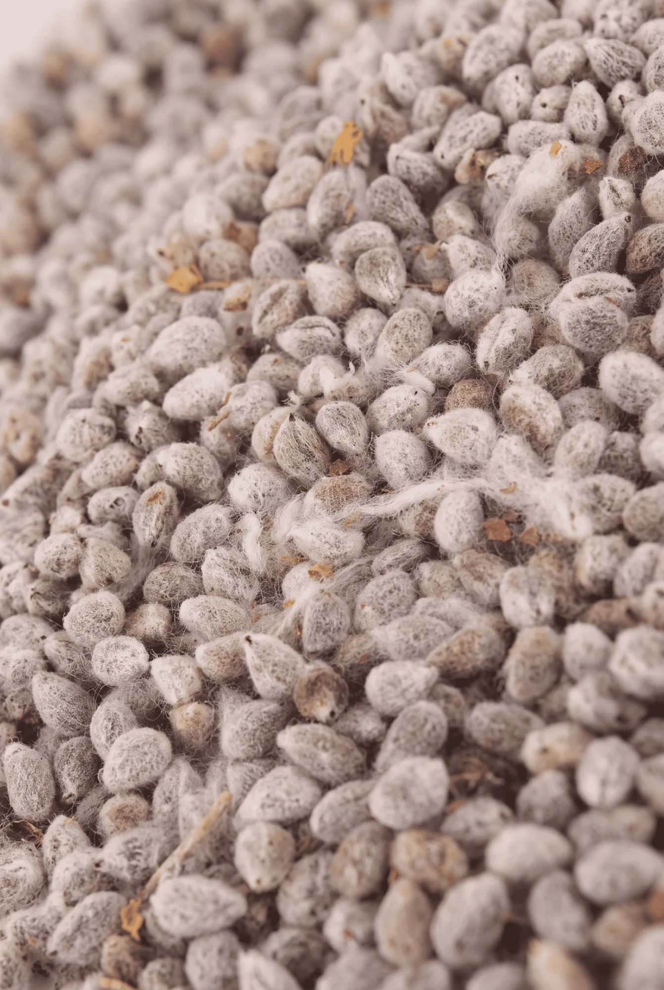 Semi di cotone ricoperti di lanugine