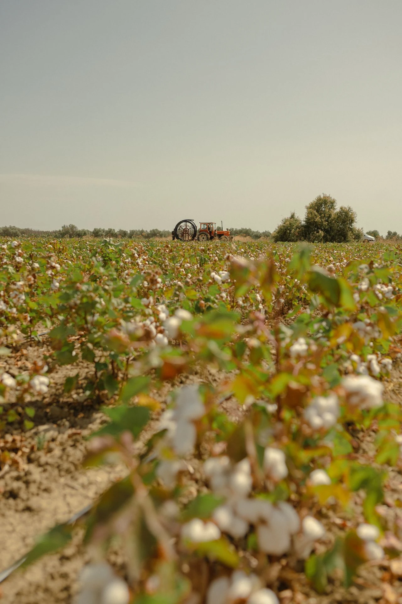 Campo di cotone in Sicilia con trattore sullo sfondo