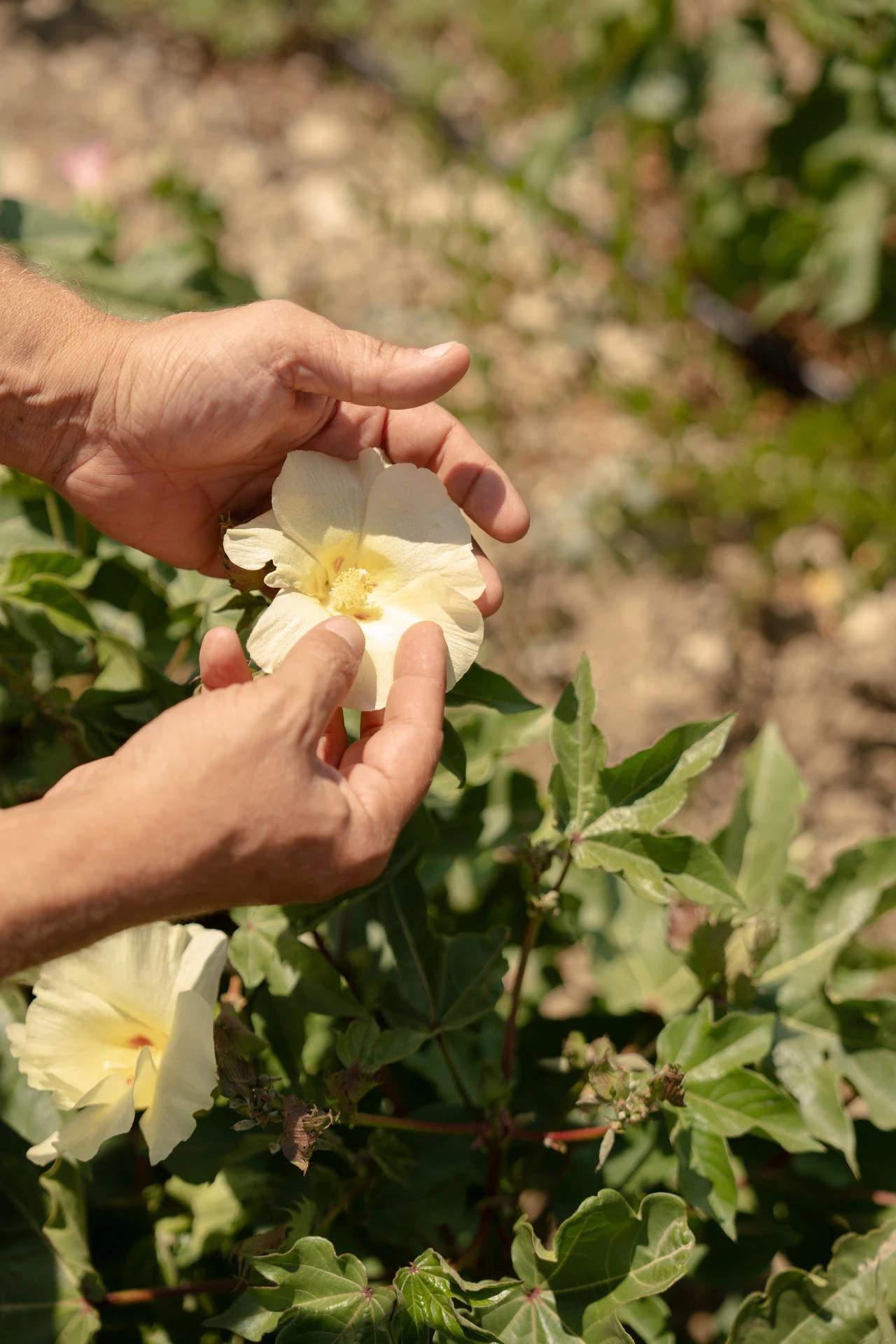 Mani che osservano da vicino un fiore di cotone