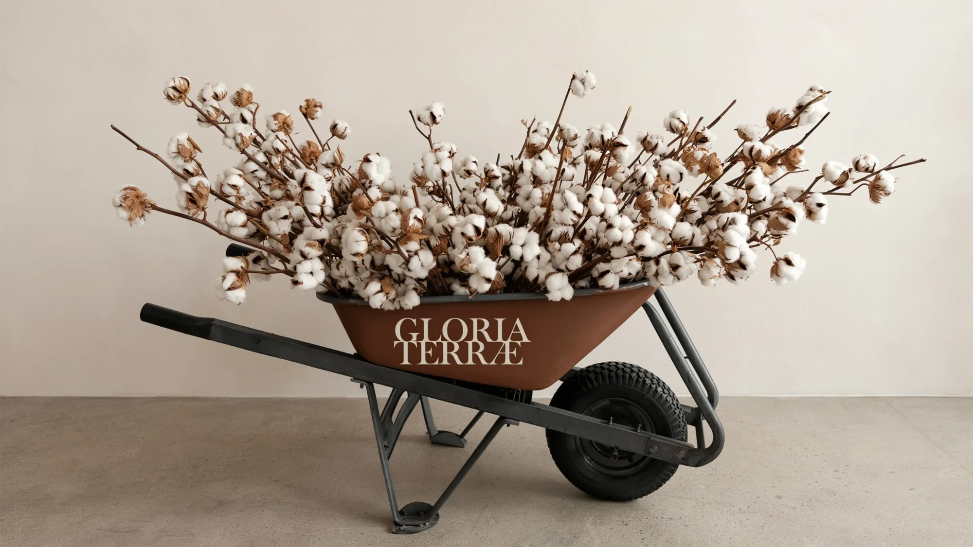 Carriola Gloria Terrae colma di steli di cotone ornamentale