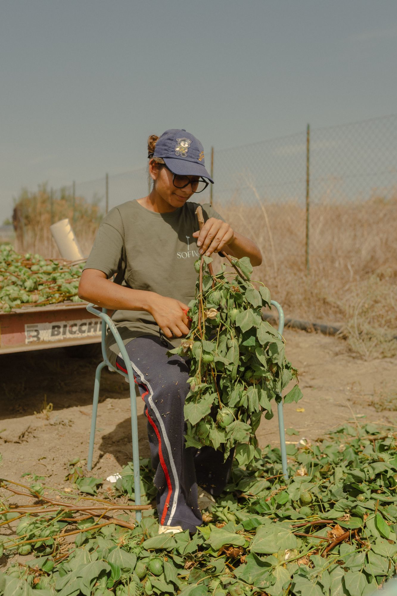 Ornamental cotton branches being harvested by hand in the field