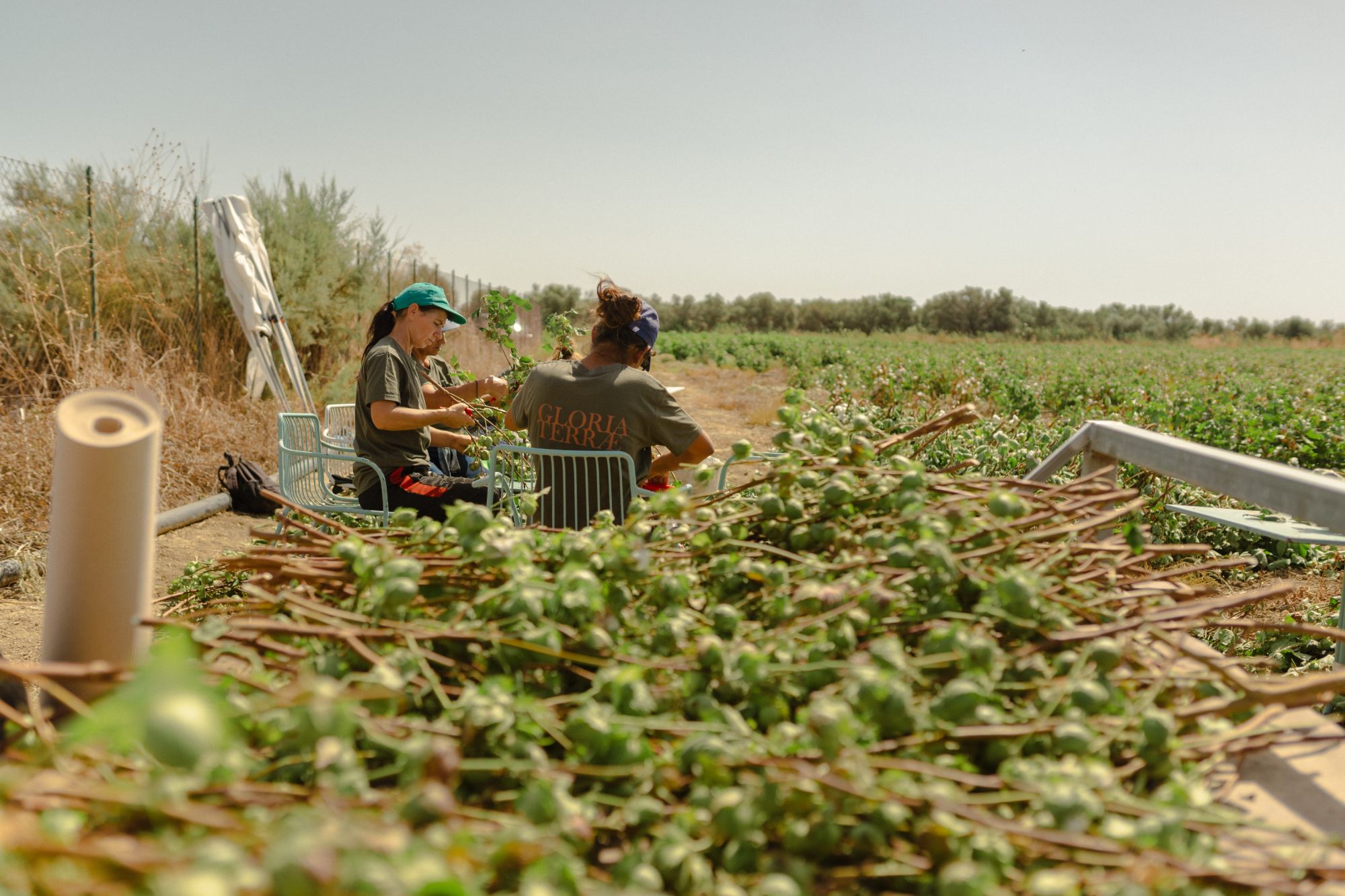 Gloria Terrae team selecting ornamental cotton branches