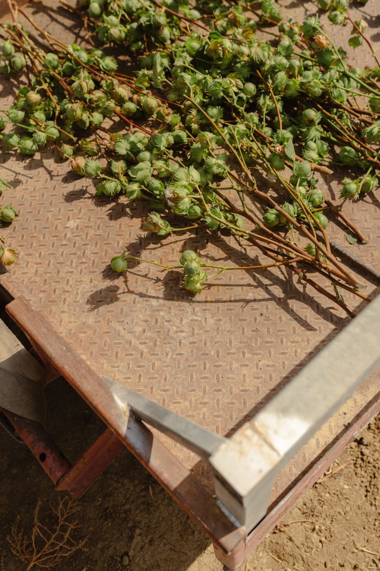 Ornamental cotton branches ready after selection