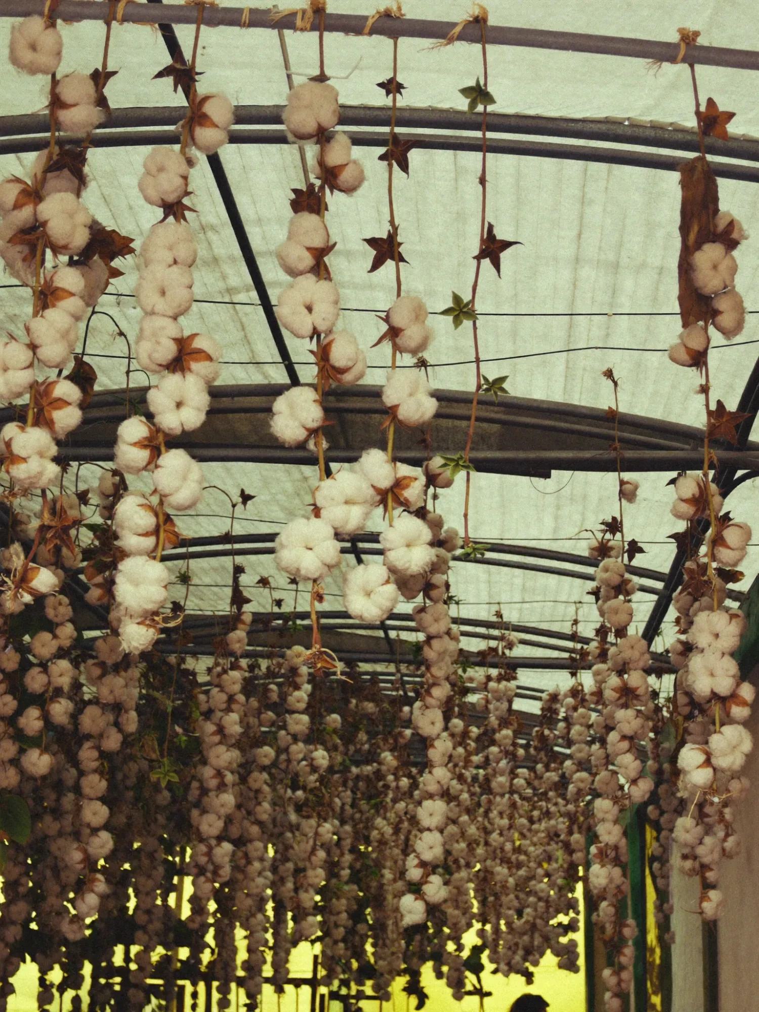 Filari di cotone ornamentale in essiccazione in serra