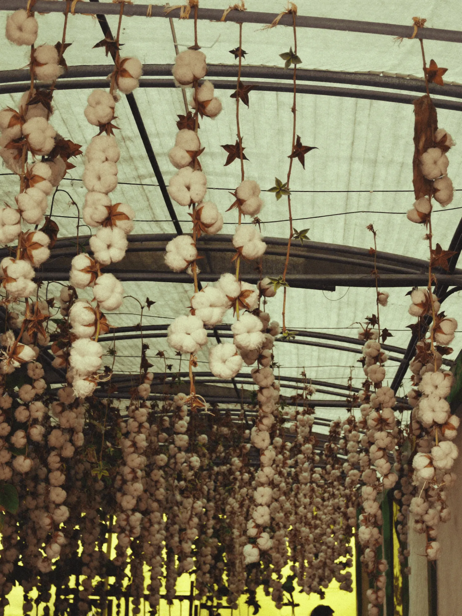Rows of ornamental cotton drying in a greenhouse
