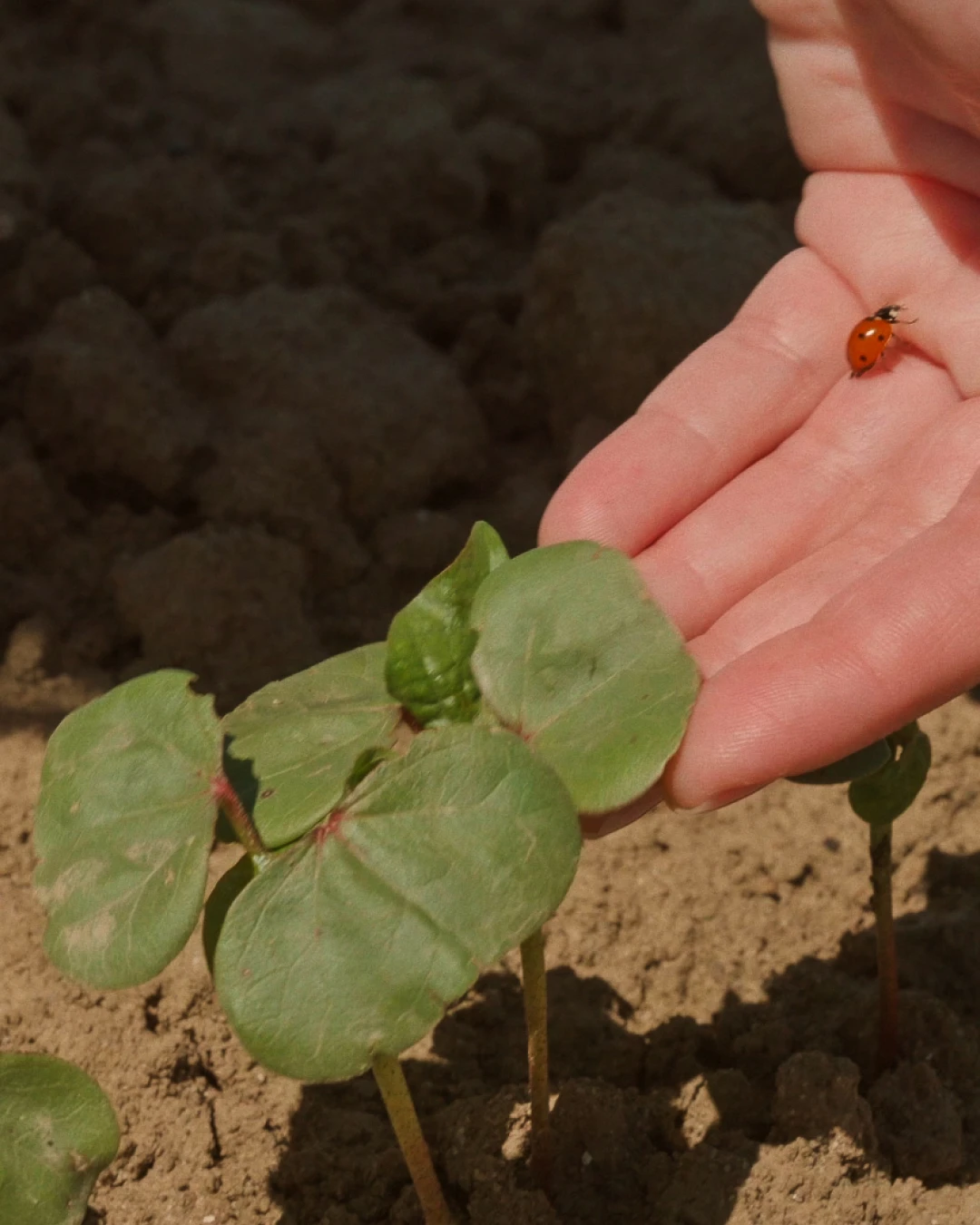 Primi cotiledoni di cotone appena emersi dal terreno