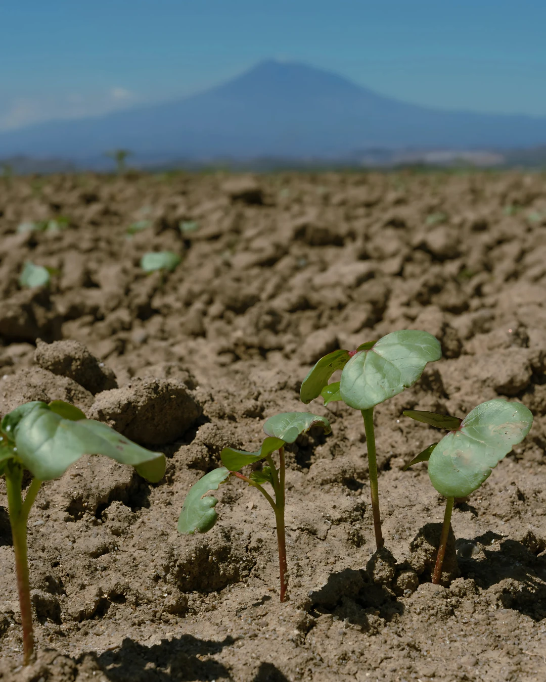 Giovani piante di cotone nei primi stadi di crescita