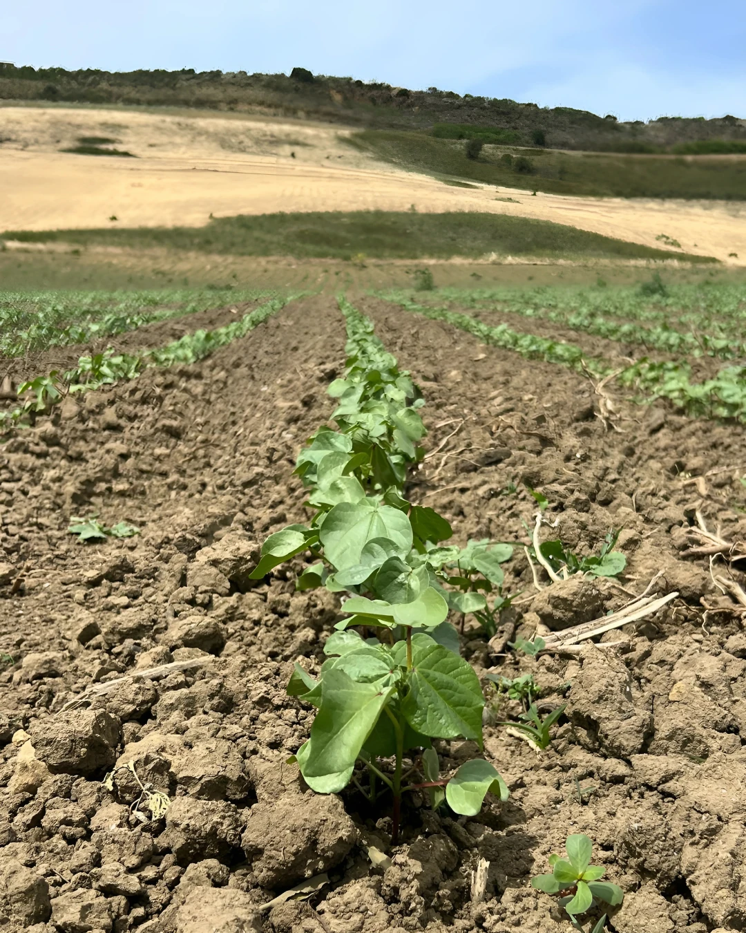 Filari di cotone in crescita nel campo