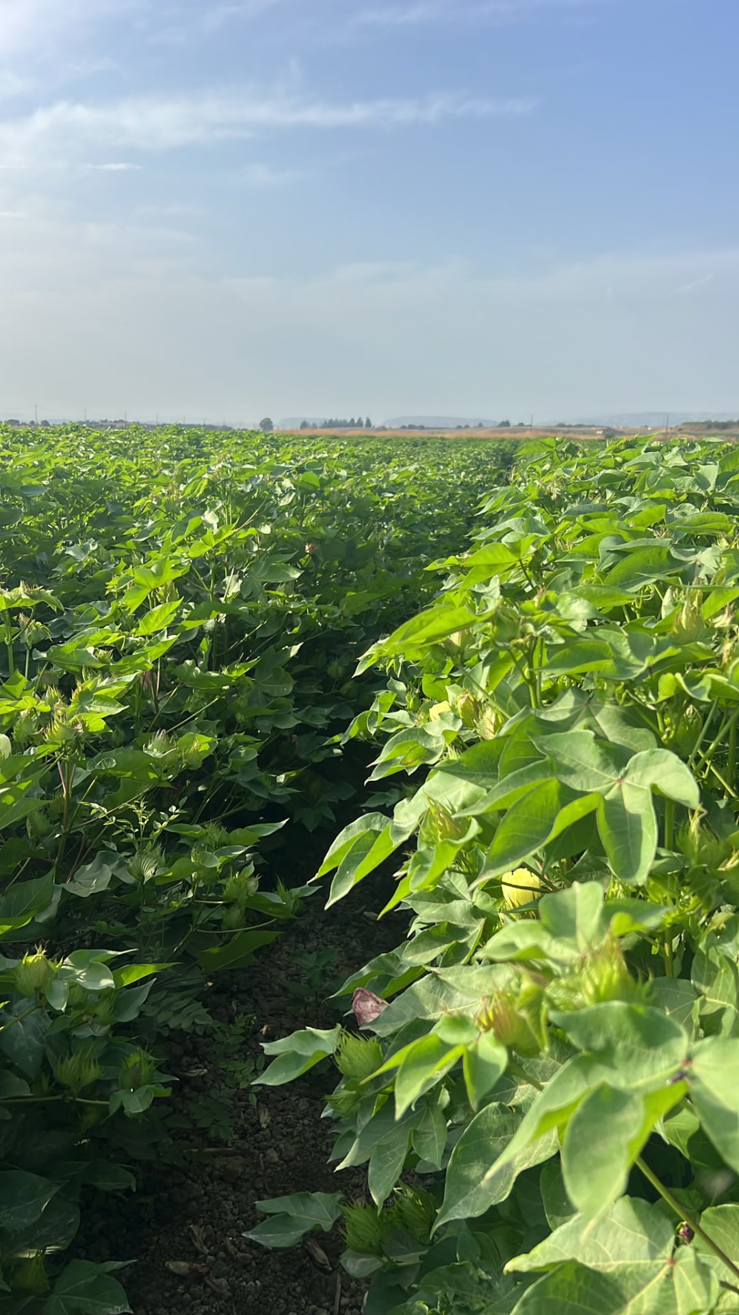 Primo fiore di cotone tra le foglie della pianta
