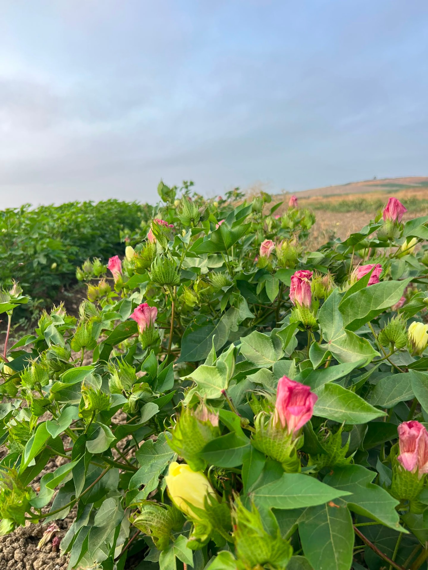 Fiori di cotone in piena fioritura, dal giallo al rosa