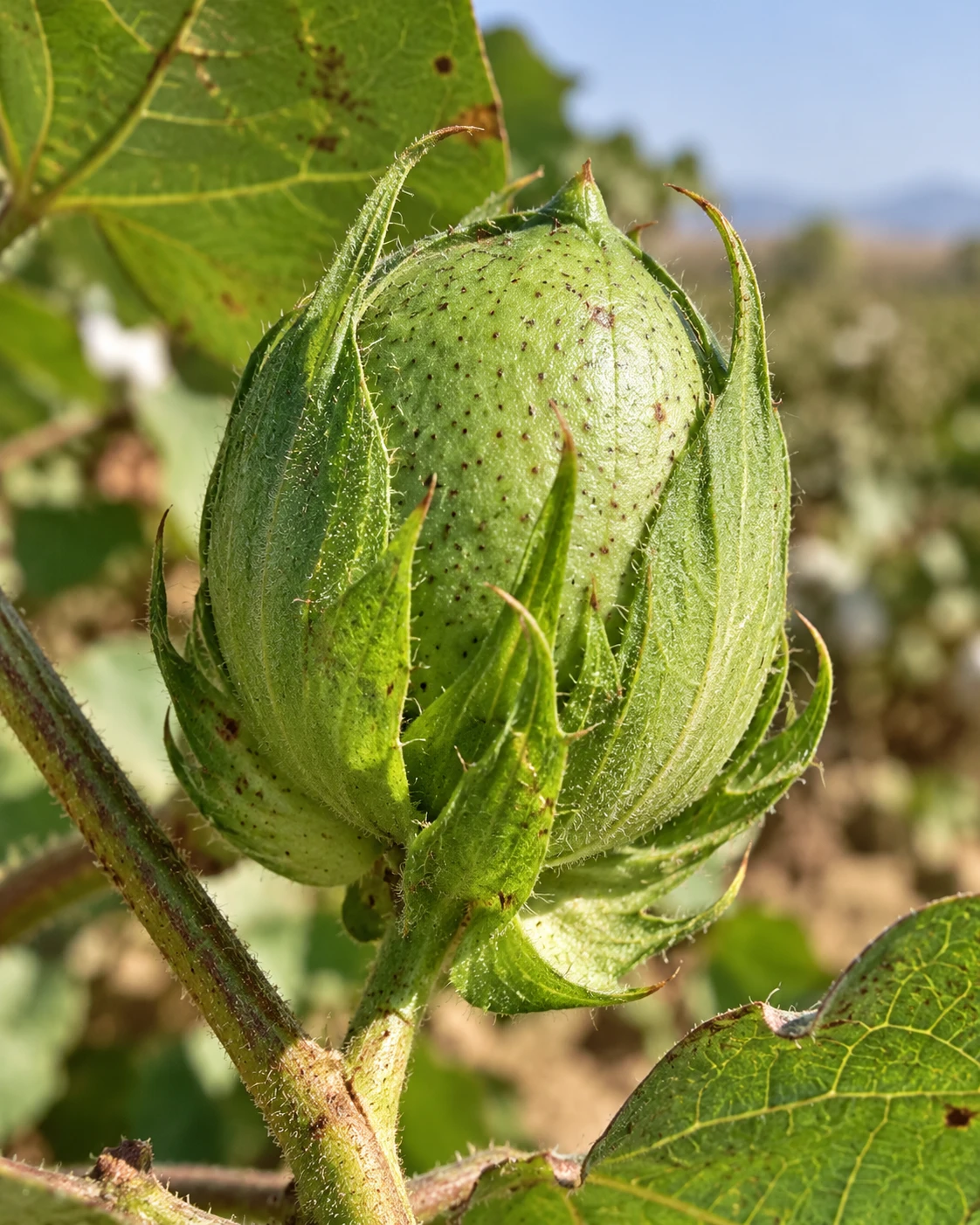 Capsula verde e chiusa di cotone appena formata