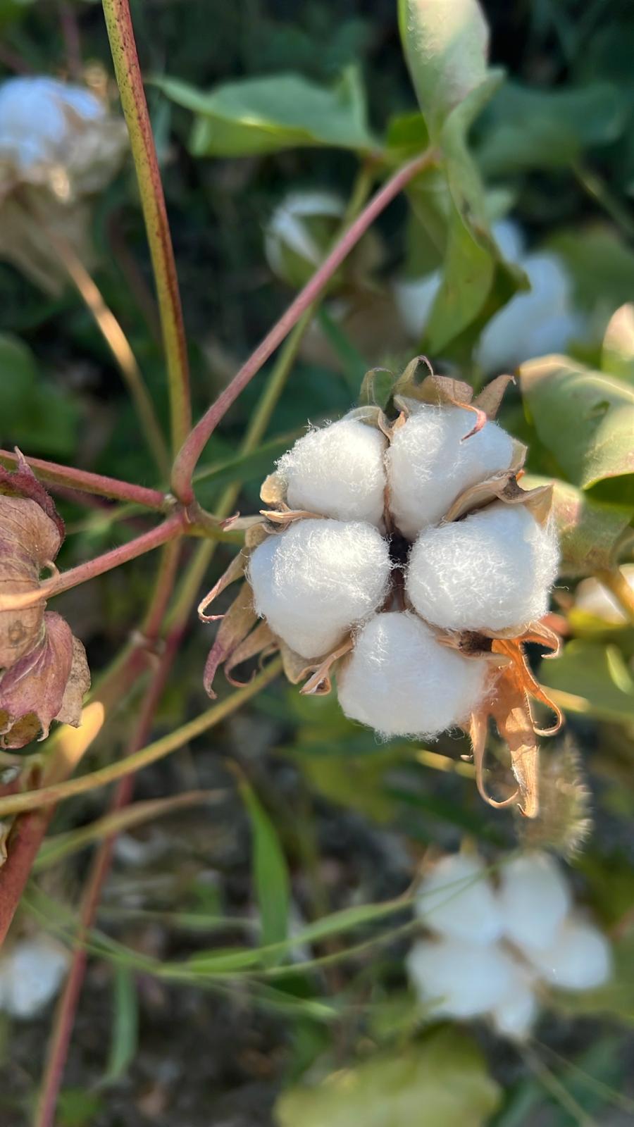 Fiocco di cotone completamente aperto, pronto per la raccolta